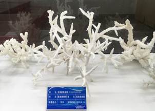说明:L:\bevictor伟德官网宣传片素材\2016微信公众号推送文件\照片\南海珊瑚礁生物标本馆以及部分科考展品-2.jpg